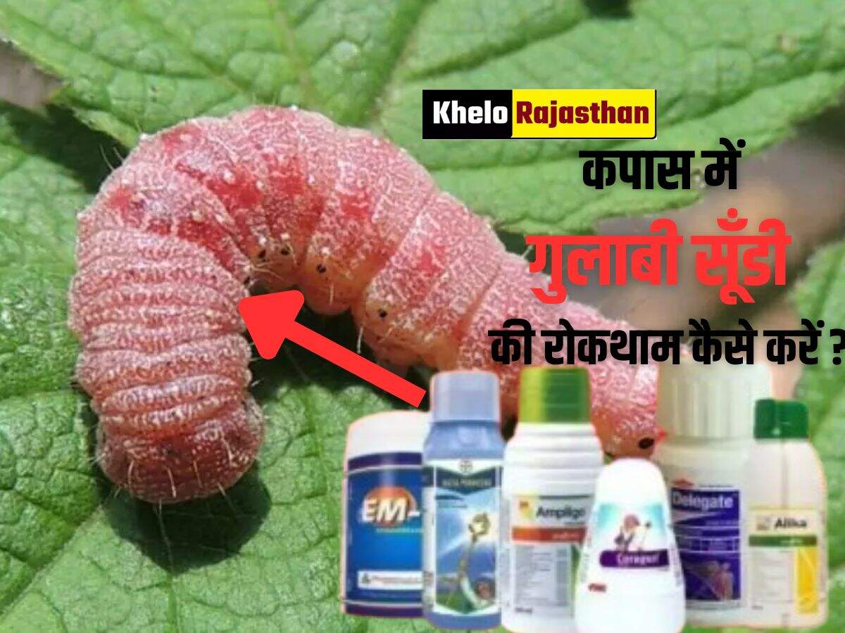 Pink Bollworm